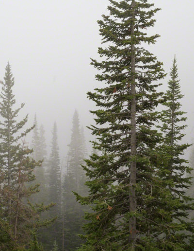 Forest Photo with Fog from Weather Inversion in RMNP Colorado