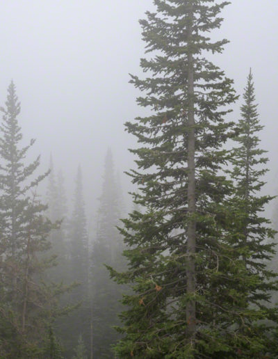 Forest Mist and Fog from Weather Inversion in RMNP Colorado