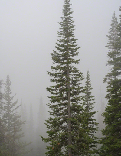 Tall Pine Tree in Mist and Fog from Weather Inversion in RMNP Colorado