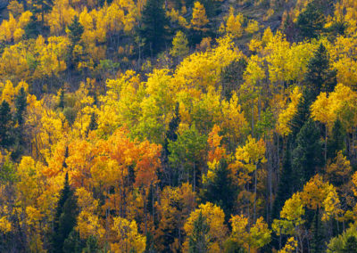 Fall Colors in Rocky Mountain National Park Colorado