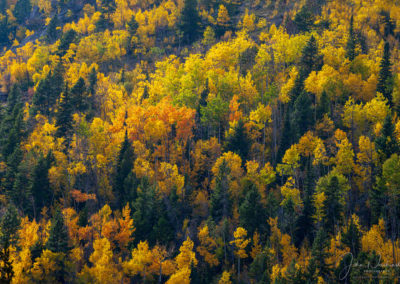 Colorado Fall Colors in Rocky Mountain National Park