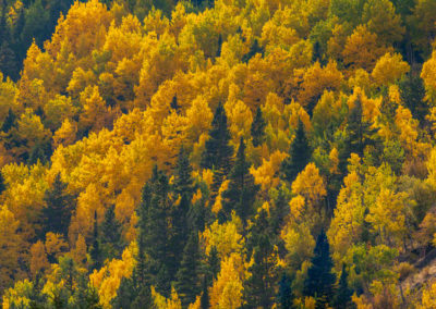 Bright Fall Colors in Rocky Mountain National Park Colorado