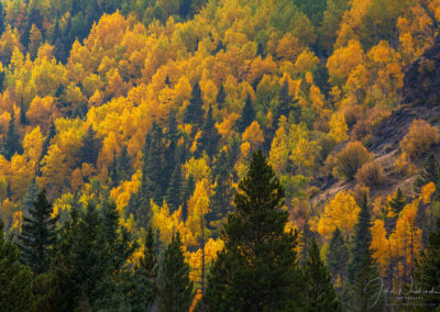Bright Yellow Gold Aspen Trees in Rocky Mountain National Park Colorado