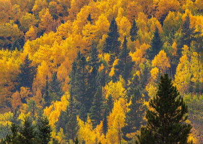 Images of Bright Yellow Gold Aspen Trees during the Fall in Rocky Mountain National Park Colorado