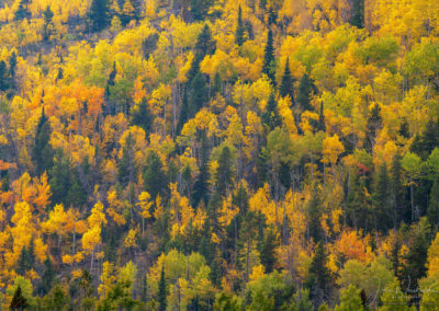 Bright Yellow Gold Aspen Trees Hillside in the Fall in Rocky Mountain National Park Colorado