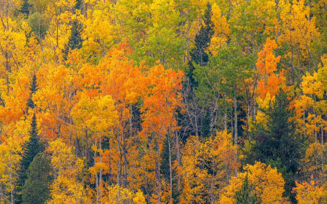 Images of Fall Colors in Rocky Mountain National Park Colorado