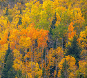 Bright Yellow Orange and Gold Aspen Trees During Autumn in Rocky Mountain National Park Colorado