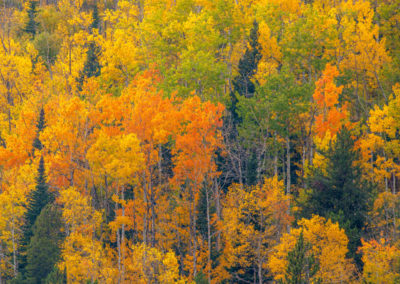 Bright Yellow Orange and Gold Aspen Trees During Autumn in Rocky Mountain National Park Colorado