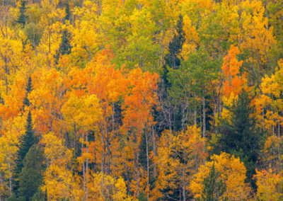 Images of Fall Colors in Rocky Mountain National Park Colorado