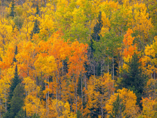 Images of Fall Colors in Rocky Mountain National Park Colorado